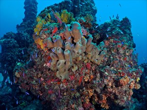 Structure overgrown with brown cluster tube sponge (Agelas wiedenmayeri), on the wreck of the USS