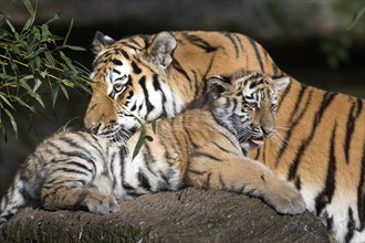 An adult tiger lovingly licking its young on a rock, Siberian tiger, Amur tiger, (Phantera tigris