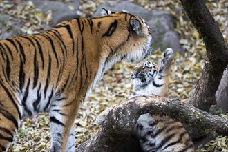 A tiger young raises its paw to an adult, surrounded by autumn leaves, Siberian tiger, Amur tiger,