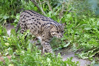 Wildcat walks attentively through dense green foliage, fishing cat (Prionailurus viverrinus)