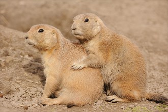 Black-tailed prairie dog (Cynomys ludovicianus), pair, captive, occurring in North America