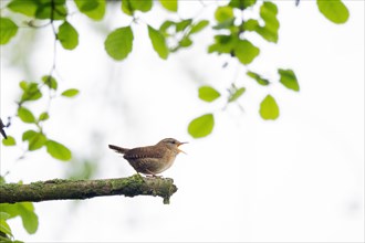 Eurasian wren (Troglodytes troglodytes) sitting on a branch, singing, surrounded by green leaves,