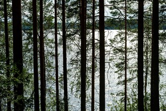 Forest, Lake, Isojaervi National Park, Finland, Europe