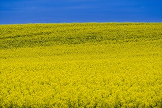 Rape field, field with rape (Brassica napus) in front of a blue sky, Cremlingen, Lower Saxony,