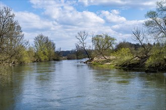 Pristine river landscape of the Danube near Lauterach, Munderkingen, Swabian Alb, Germany, Europe