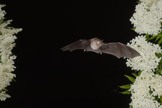 Greater horseshoe bat (Rhinolophus ferrumequinum) in flight on flowering elderberry, near Lovech,