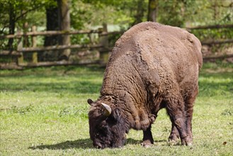 European bison (Bos bonasus) also known as grazing bison bull, bull, captive, Germany, Europe