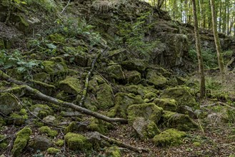 Mossy basalt rocks, block pile and former quarry for basalt in the beech forest, Raumertswald,