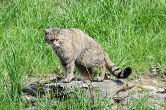European wildcat (Felis silvestris silvestris) Captive, A wildcat sits in the grass and looks at