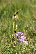 Fly orchid (Ophrys insectifera) and bird's-eye primrose (Primula farinosa) in bloom on a meadow