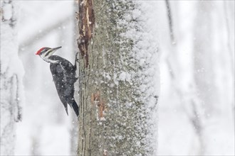Pileated woodpecker (Dryocopus pileatus), male perched on a tree during a snow storm, forest of