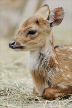 Chital (Axis axis), juvenile, captive, occurring in Asia
