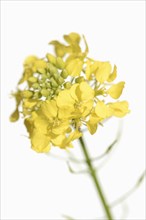 White mustard or yellow mustard (Sinapis alba, Brassica alba), flowers against a white background,