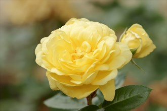 Garden rose or rose 'Yellow Meilove' (Rosa hybrida), flower, ornamental plant, North