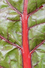 Red chard (Beta vulgaris subsp. vulgaris), detail of leaf, North Rhine-Westphalia, Germany, Europe