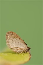 Winter moth (Operophtera brumata), male, North Rhine-Westphalia, Germany, Europe