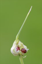 Garlic chives (Allium tuberosum), bulbs, spice plant, medicinal plant, North Rhine-Westphalia,