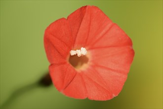 Scarlet bindweed or red star bindweed (Ipomoea coccinea, Convolvulus coccineus), flower, native to
