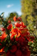 Japanese ornamental quince (Chaenomeles japonica), close-up, in sunlight