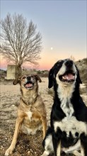 A pair of happy dogs, one brindle and one black with white, sitting outdoors with a beautiful