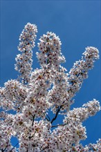 White cherry blossoms against a blue sky, Allgaeu, Swabia, Bavaria, Germany, Europe