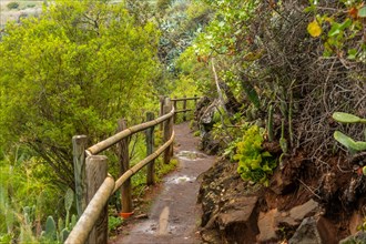 Beautiful trail in the Laurisilva forest of Los tilos de Moya, Gran Canaria