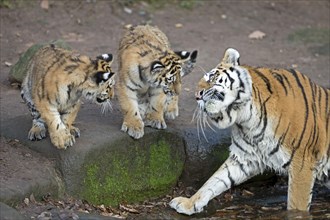 An adult tiger interacting with two cubs at a waterhole, Siberian tiger, Amur tiger, (Phantera