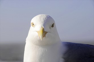European herring gull (Larus argentatus), portrait shot of a gull looking directly at the camera on