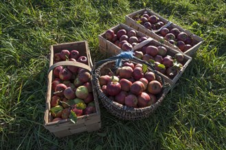 Freshly picked apples in baskets of the Winterrambur variety (Malus domestica) in the grass, Middle