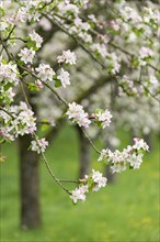 Branches of a blossoming apple tree, meadow orchard, Baden, Wuerttemberg, Germany, Europe