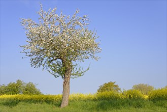 Fruit tree, apple tree (Malus domestica) in bloom next to a flowering rape field (Brassica napus),