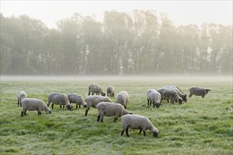 Domestic sheep (Ovis gmelini aries) on a pasture with fog, North Rhine-Westphalia, Germany, Europe