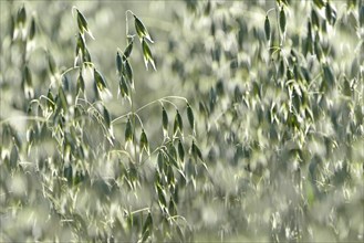 Grain field, unripe oat (Avena) against the light, North Rhine-Westphalia, Germany, Europe