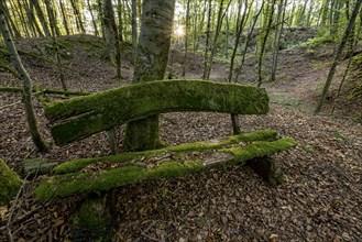 Weathered, rotten and mossy bench made of rough wooden planks, autumn leaves, sun star, beech