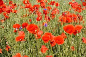 Poppy flowers (Papaver rhoeas), Baden-Wuerttemberg, Strong red poppies on a green field, a sign of