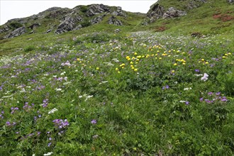 Blooming mountain meadow on the Silvretta High Alpine Road, Vorarlberg, Austria, Europe