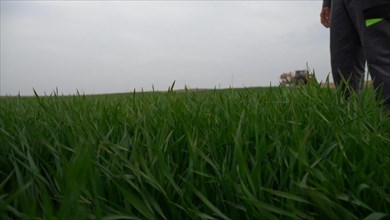 Farmer standing in the middle of a green field and looking at the crop