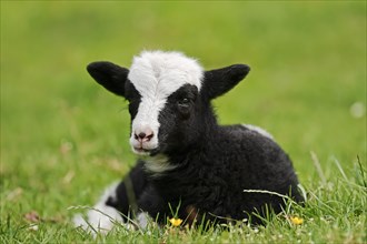 Jacob sheep (Ovis ammon f. aries), lamb, Lower Saxony Germany