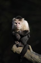 White-shouldered capuchin monkey or white-headed capuchin (Cebus capucinus), captive, occurring in