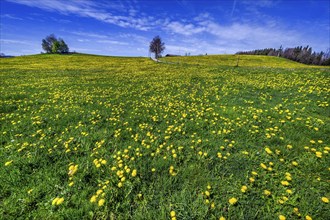 Blue sky and green meadow with common dandelion (Taraxacum sect. Ruderalia), Allgaeu, Swabia,
