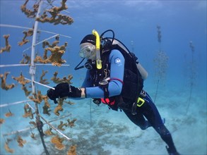 Coral farming. Divers hang pieces of elkhorn coral (Acropora palmata) on the frame, where they grow