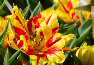 Two-coloured tulip flower (Tulipa) in red and yellow