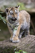 A lively tiger young playing with a green leaf, Siberian tiger, Amur tiger, (Phantera tigris