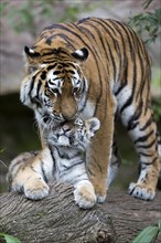 Big tiger gently kissing its young on a tree trunk, Siberian tiger, Amur tiger, (Phantera tigris