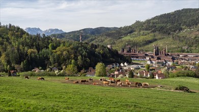 Cows grazing in front of the Donawitz steelworks of voestalpine AG, Donawitz district, Leoben,