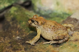 Atlas toad (Bufo brongersmai, Pseudepidalea brongersmai), captive, occurring in Morocco and Algeria