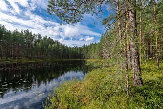 Lake, forest, Isojaervi National Park, Finland, Europe