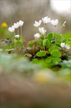 Common wood sorrel (Oxalis acetosella), many flowers with light reflection in the background,