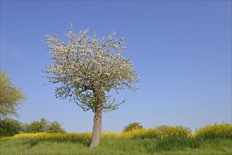 Fruit tree, apple tree (Malus domestica) in bloom next to a flowering rape field (Brassica napus),