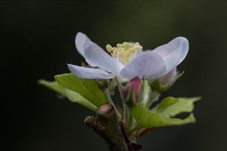 Apple blossom (Malus), Stuttgart, Germany, Europe